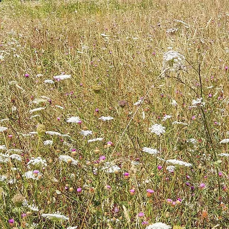 Les Sur La Colline - 21 M2 With Shared Pool Montignac-de-Lauzun