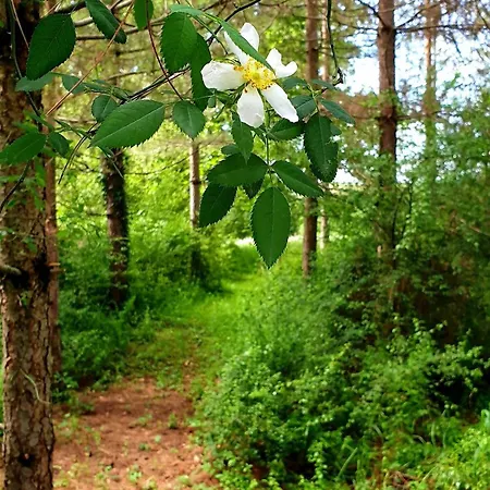 Les Sur La Colline - 21 M2 With Shared Pool * Montignac-de-Lauzun