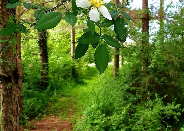 Les Sur La Colline - 21 M2 With Shared Pool * Montignac-de-Lauzun